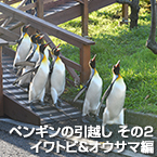 ペンギンの引越し その2：イワトビ＆オウサマ編