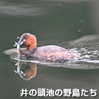 井の頭池の野鳥たち