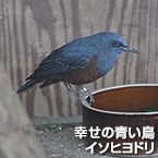 幸せの青い鳥イソヒヨドリ