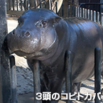 ３頭のコビトカバ