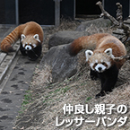 仲良し親子のレッサーパンダ