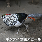 ギンケイの猛アピール