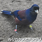 ルリカケスとドングリ