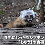 冬毛になったツシマテン「ちゅう」の食事