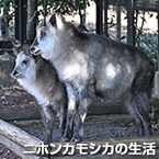 ニホンカモシカの生活