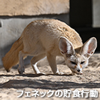 フェネックの貯食行動