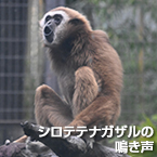 シロテテナガザルの鳴き声