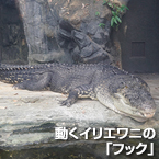 動くイリエワニの「フック」