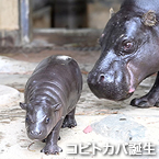 コビトカバ誕生