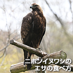 ニホンイヌワシのエサの食べ方