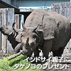 インドサイ親子にタケノコのプレゼント