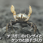チゴガニのバンザイとケンカと団子づくり