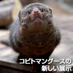 コビトマングースの新しい展示
