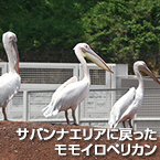 サバンナエリアに戻ったモモイロペリカン
