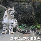 ユキヒョウの鳴き声