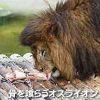 骨を喰らうオスライオン