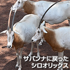 サバンナに戻ったシロオリックス
