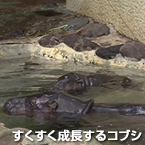 すくすく成長するコブシ