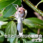 セミとコウモリの観察会＠上野