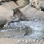 おさるのダイブ