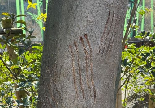 爪あとのレプリカ