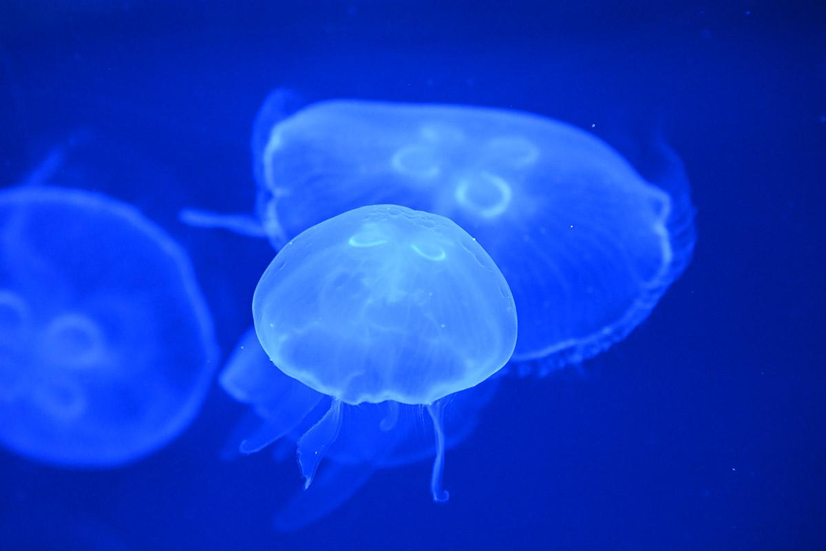 ミズクラゲ