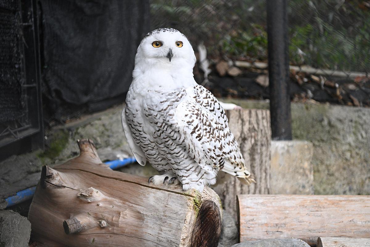 シロフクロウ