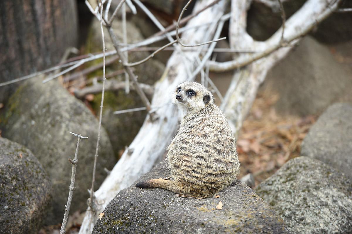 ミーアキャット