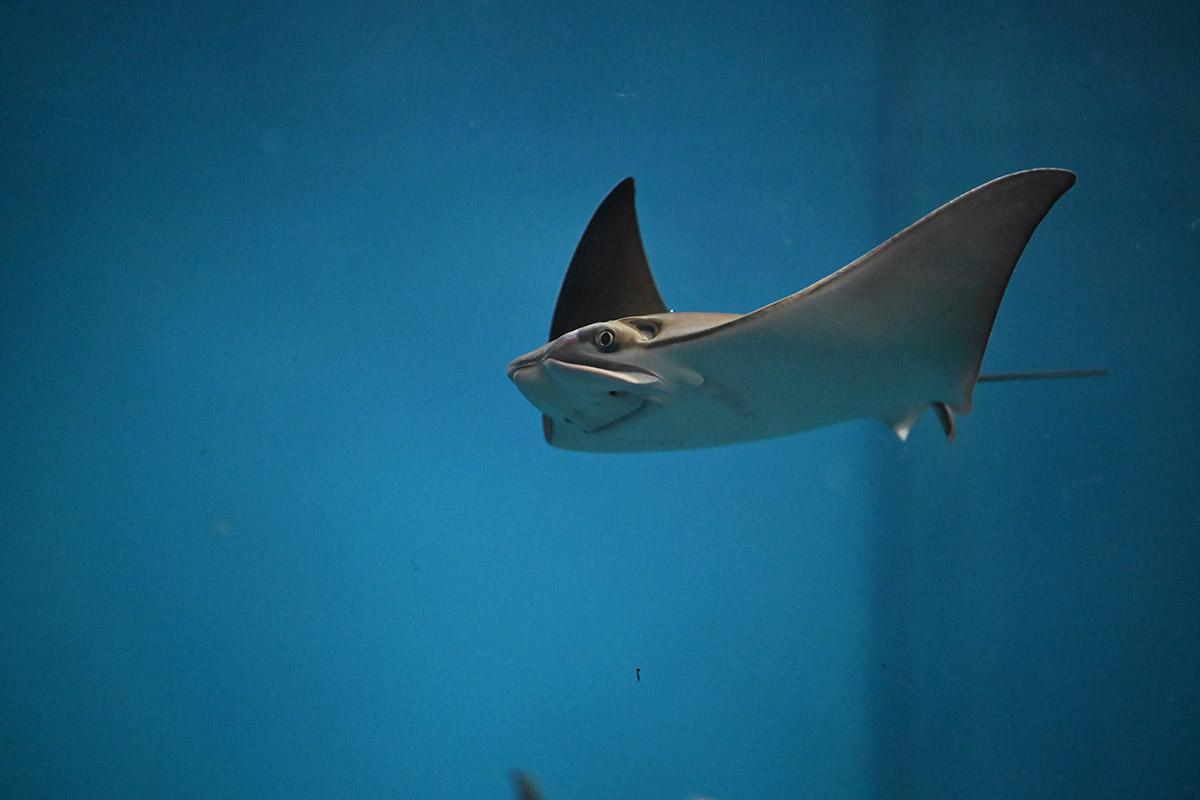 ウシバナトビエイ