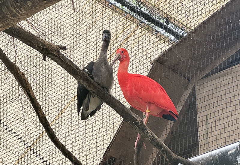 ショウジョウトキの幼鳥（左）と成鳥（右）