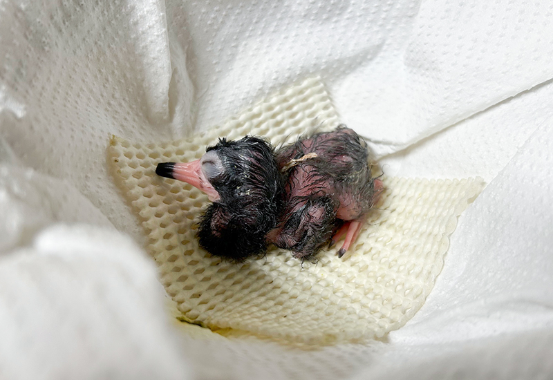 人工育雛中のショウジョウトキのひな