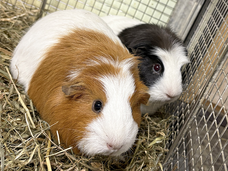 親子で似ている個体。模様の入り方がそっくり