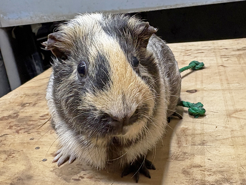 親子で似ている個体。子ども