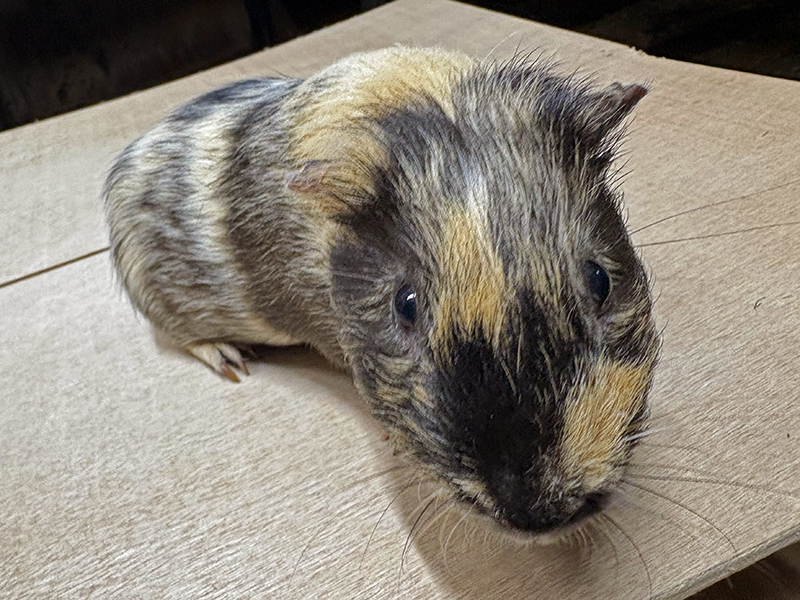 親子で似ている個体。親。色も柄もそっくり