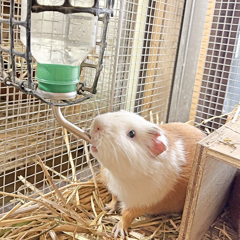 ボトルとお皿で水が飲めるようになっていても、個体によってどちらを使うかだいたい決まっている。ボトルを使うモルモット