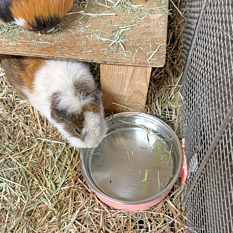 お皿で水を飲むモルモット
