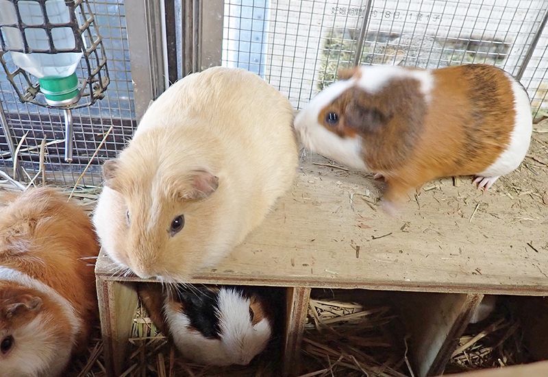 いつも端に座っているクリーム色のモルモット