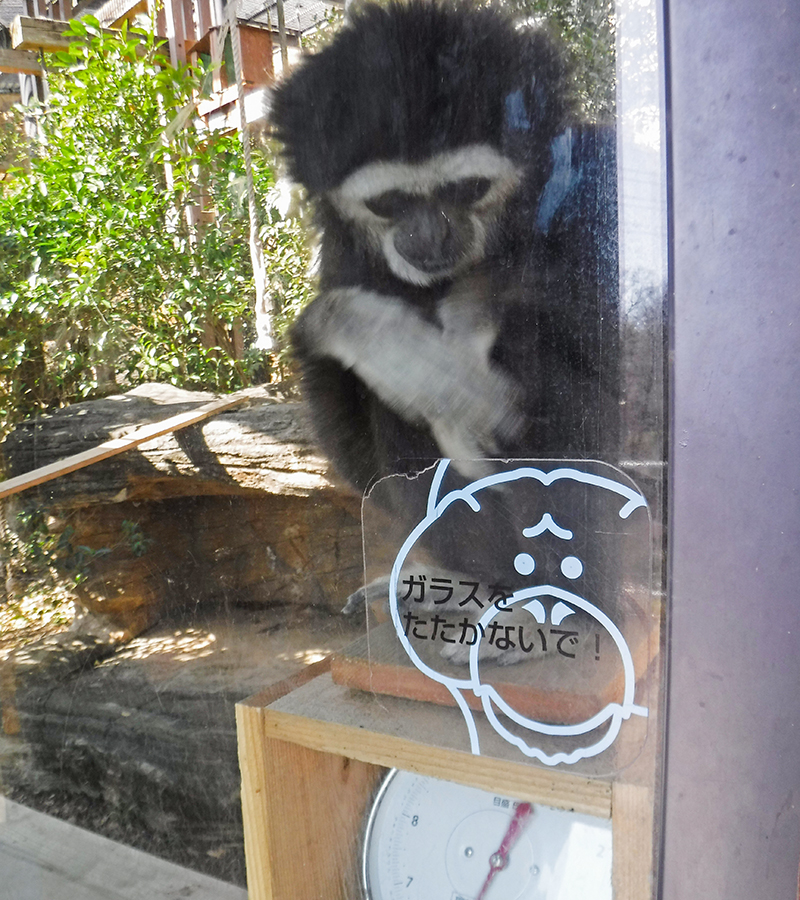 体重計に乗るテナガザル