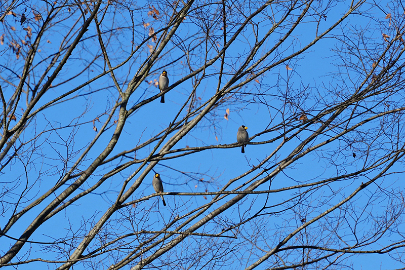 木の枝にとまる3羽のイカル（別日に園内で撮影）