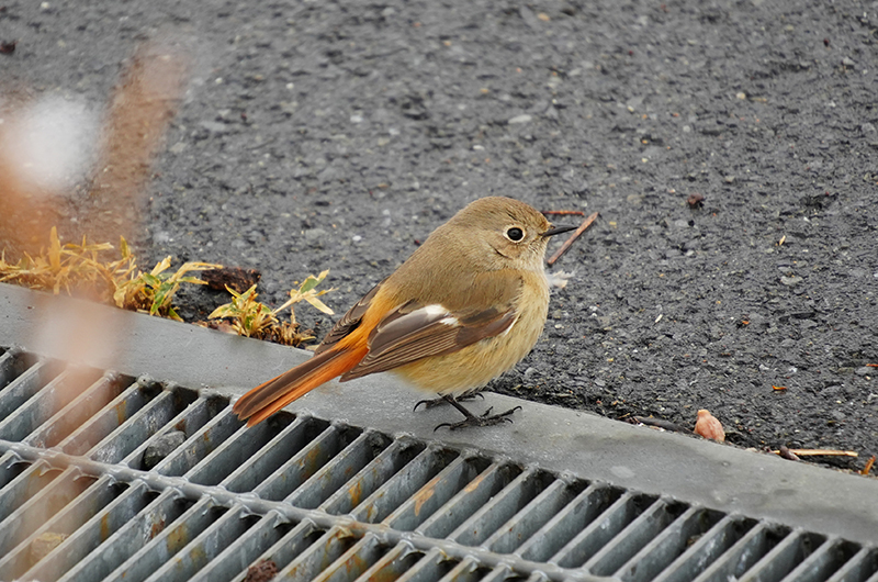 メスのジョウビタキ（別日に園内で撮影）