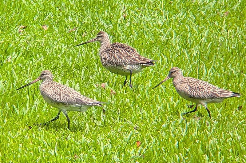 オオソリハシシギ（オーストラリアで職員により撮影）