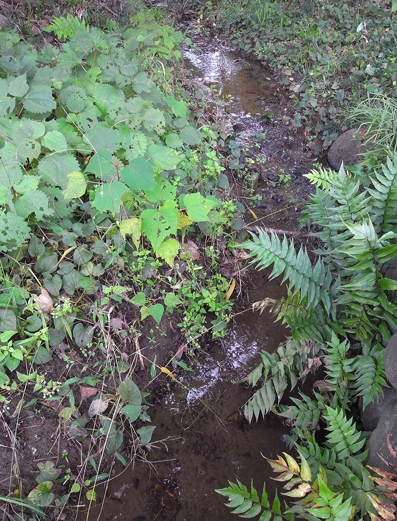 シマアメンボがいた園内の小川