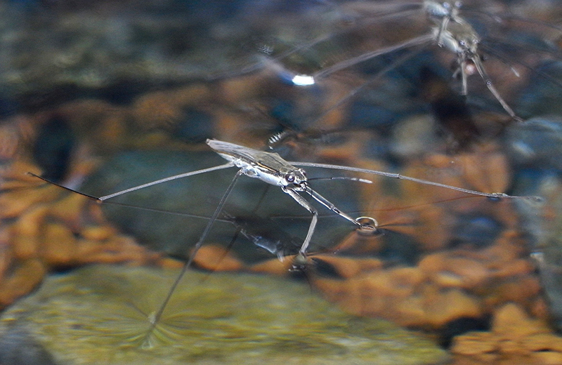 展示しているアメンボ（ナミアメンボ）