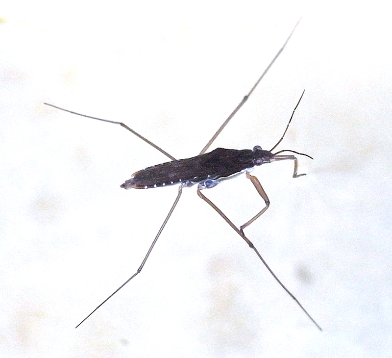 ヤスマツアメンボ