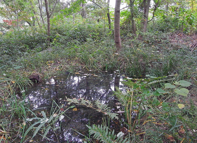 ヤスマツアメンボを採集した昆虫園裏の池（非公開エリア）