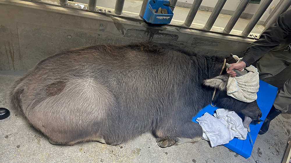 麻酔が効いて寝ているさち