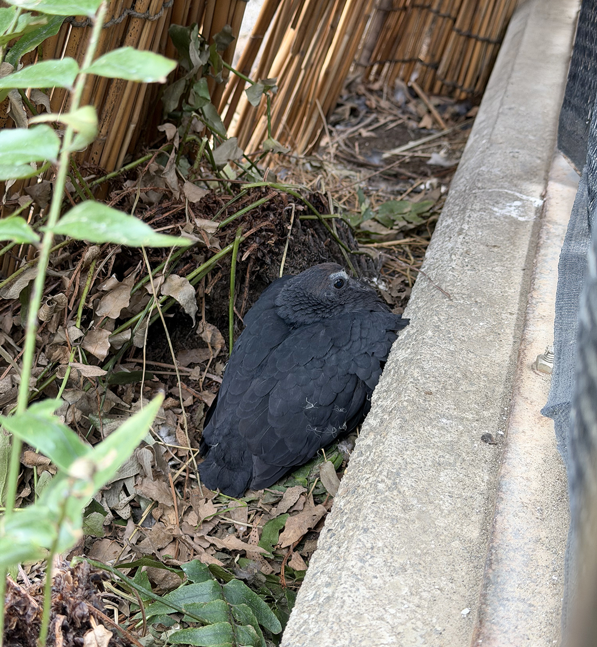 孵化から22日目のひな