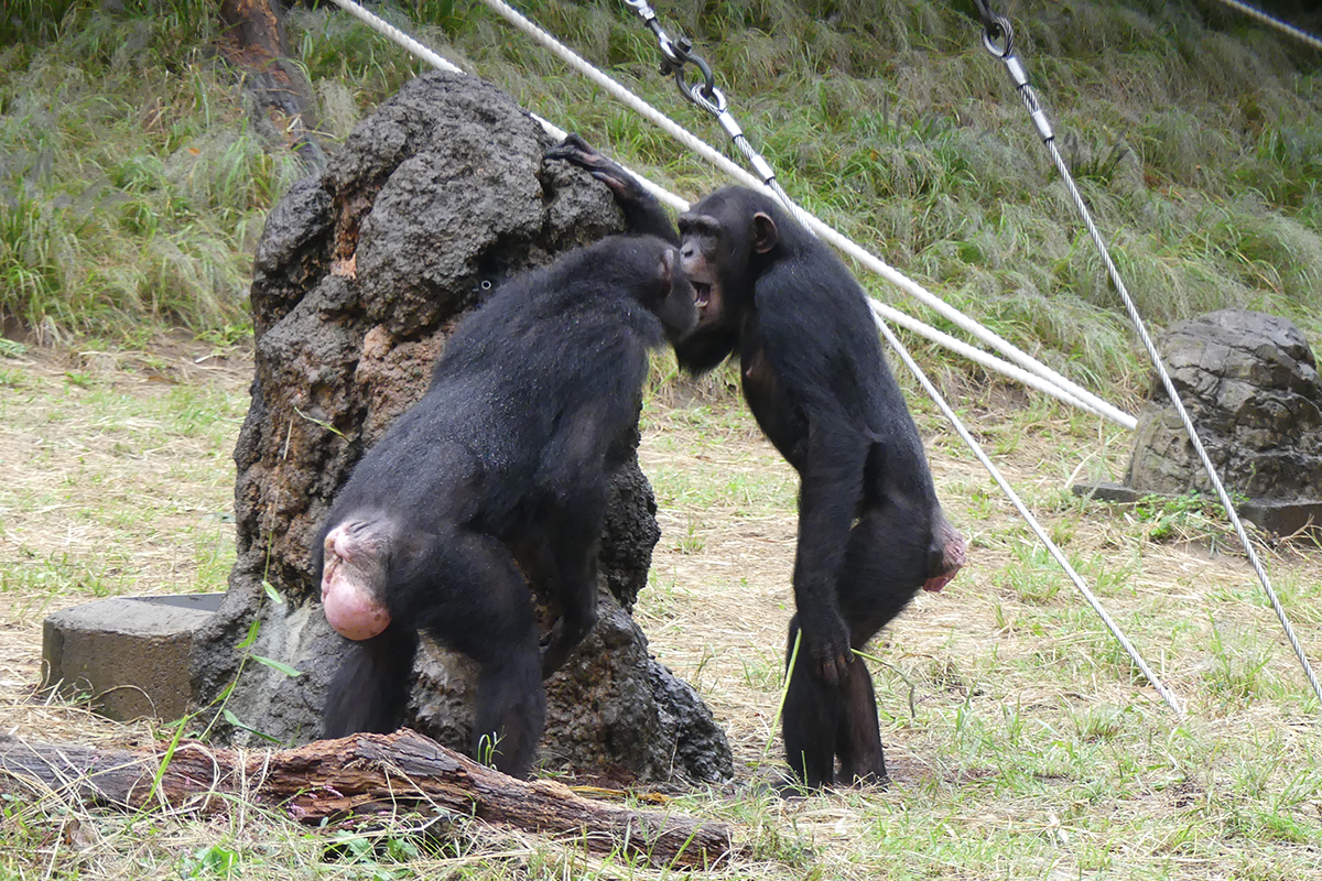 多摩に来たばかりのときのサクラとミル（オープンマウスキスの挨拶）