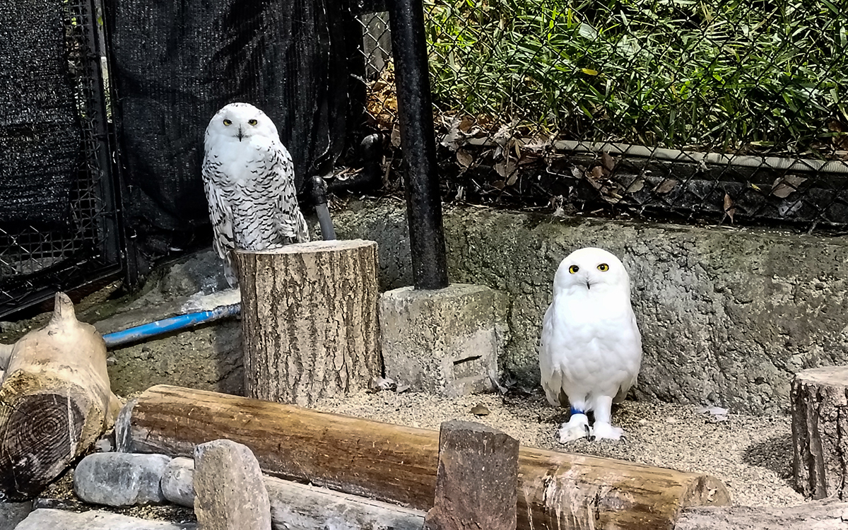 シロフクロウのペア。オスは全身ほぼ真っ白で、メスは顔周り以外にまだら模様がある。