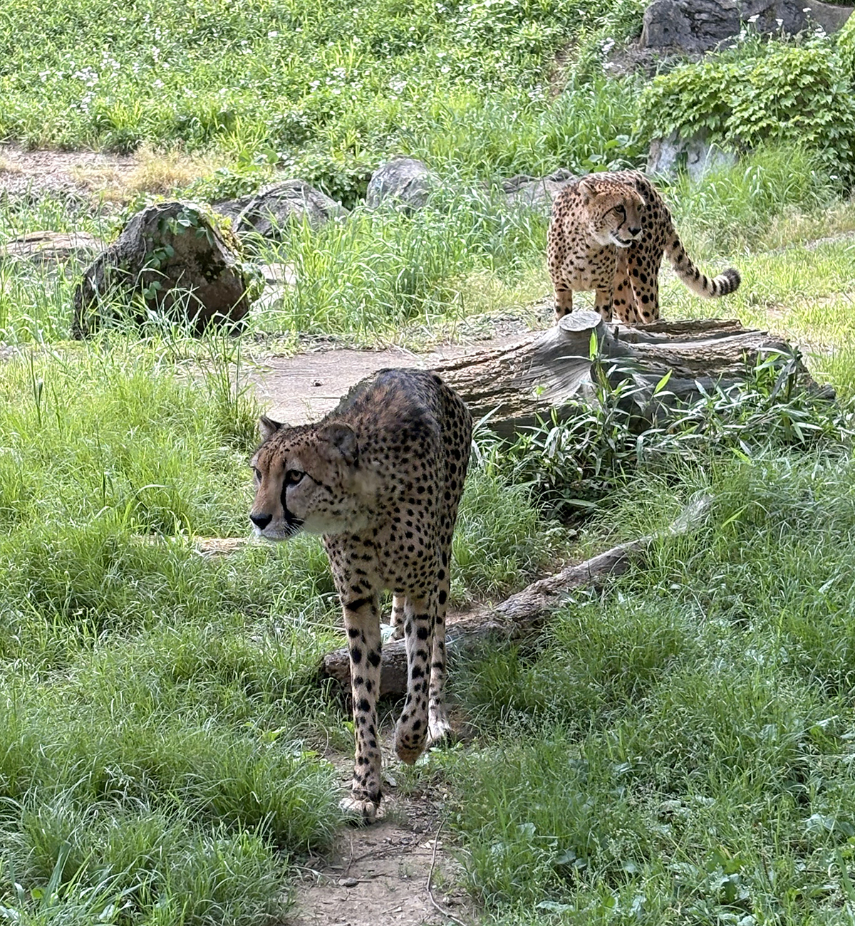 放飼場で2頭が散策しているようす（手前：ダミアン、奥：ケビン）